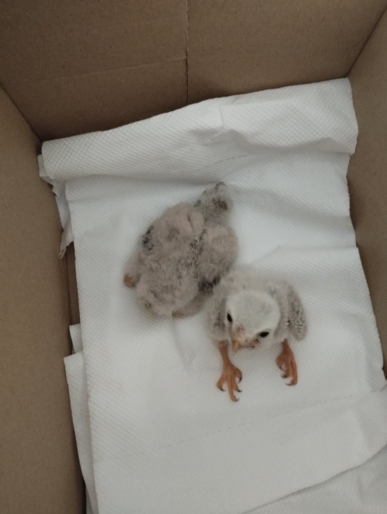 250625 diasosi neosson