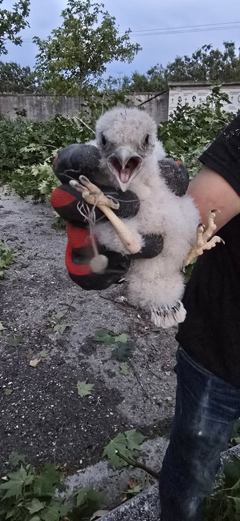 250625 diasosi neosson