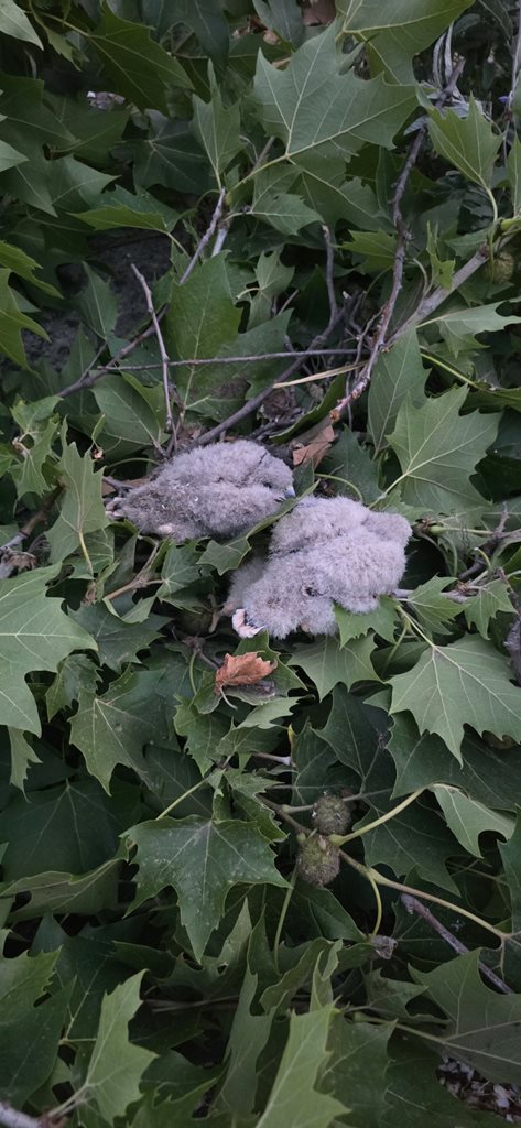 250625 diasosi neosson