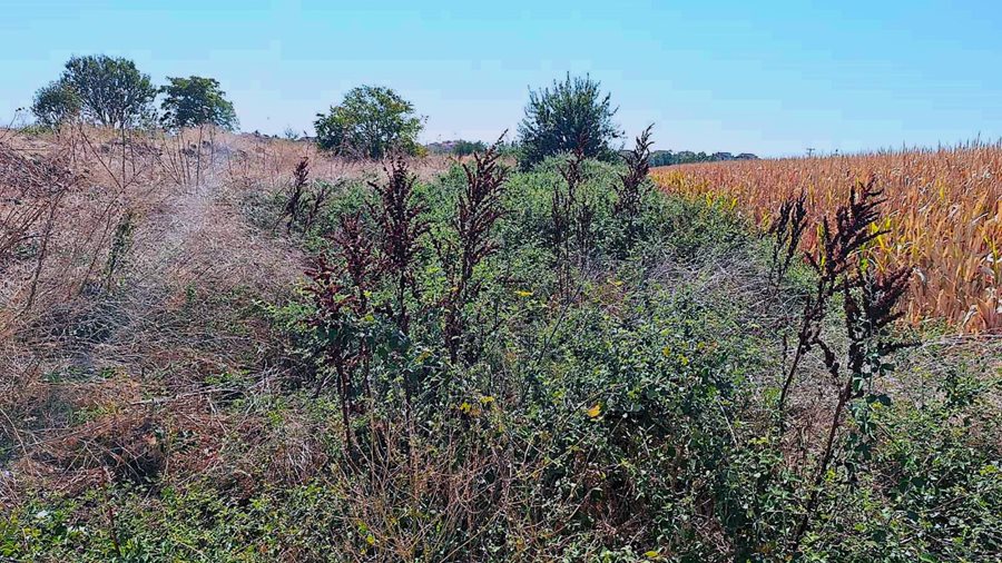 Στιγμιότυπο από τον καθαρισμό ρέματος στις Νέες Εργατικές Κατοικίες Γιάννουλης